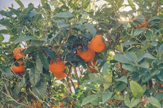 Bright orange fruits are hanging from the branches of a lush green tree, with sunlight filtering through the leaves. The foliage is dense and vibrant, creating a natural and organic atmosphere.
