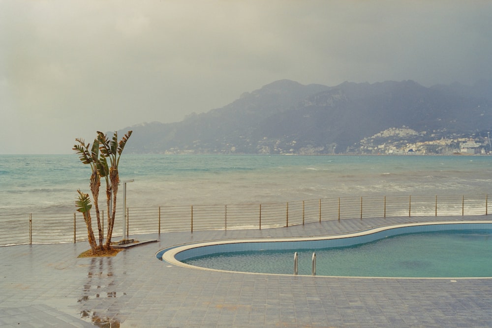 uma palmeira ao lado de uma piscina