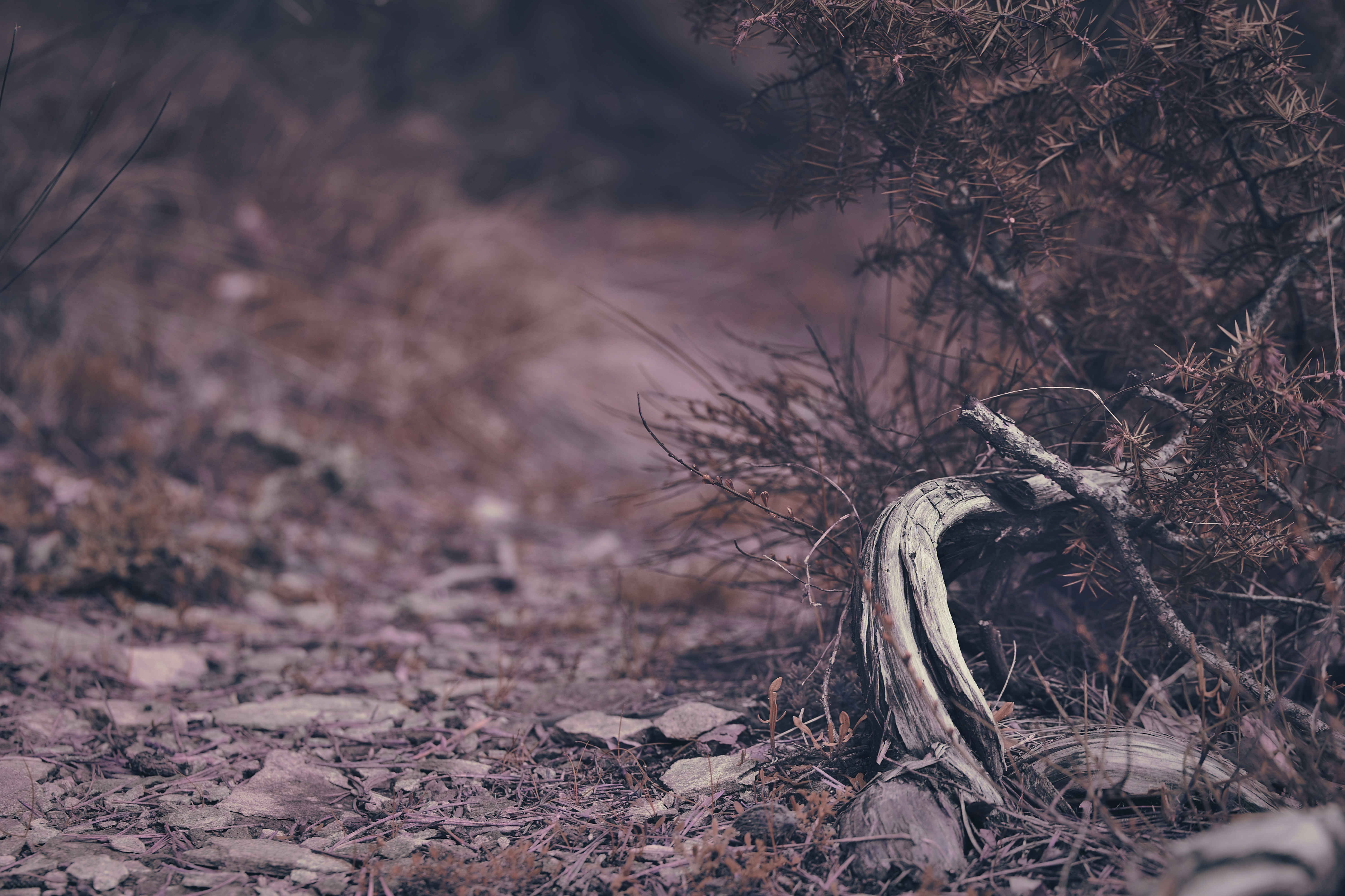 Photo by blooddrainer