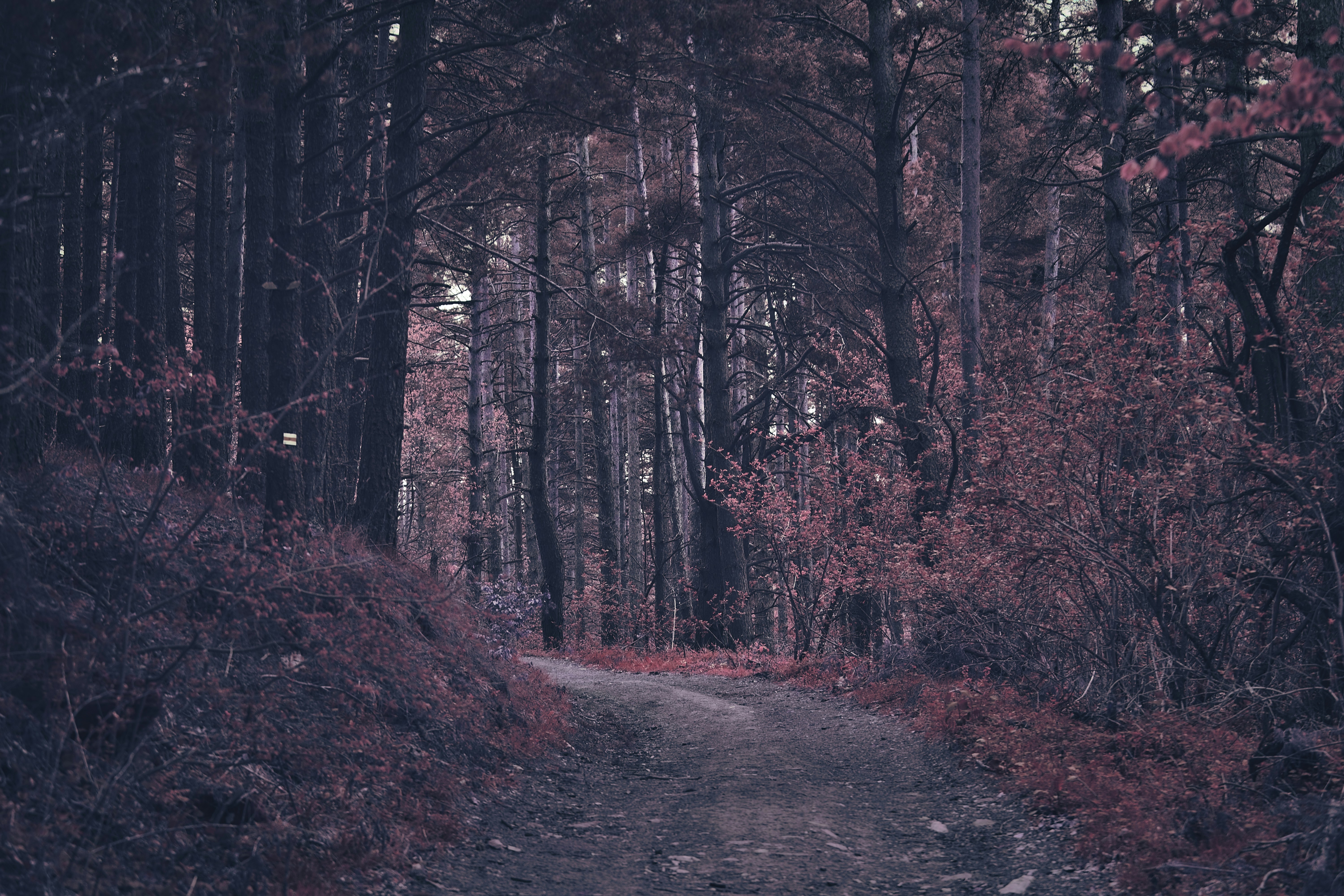 Photo by blooddrainer