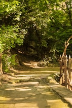 A sunlit pathway surrounded by flourishing plants.
