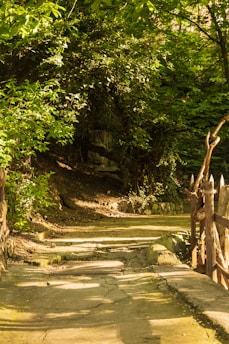 A sunlit pathway surrounded by flourishing plants.