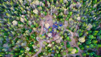 Aerial view of the forest during the event.