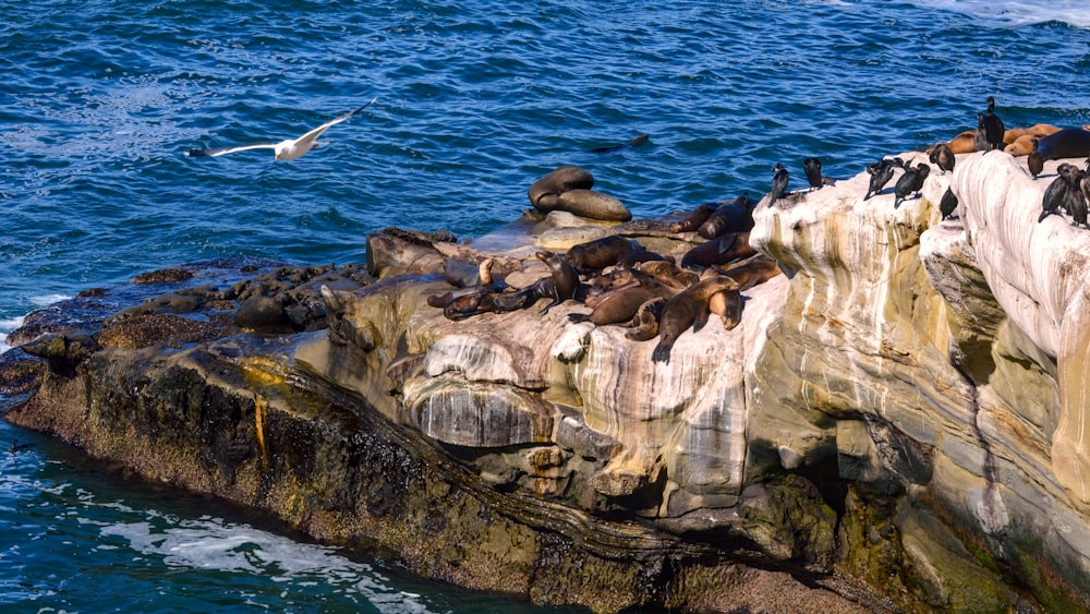 a flock of sea lions sitting on top of a cliff