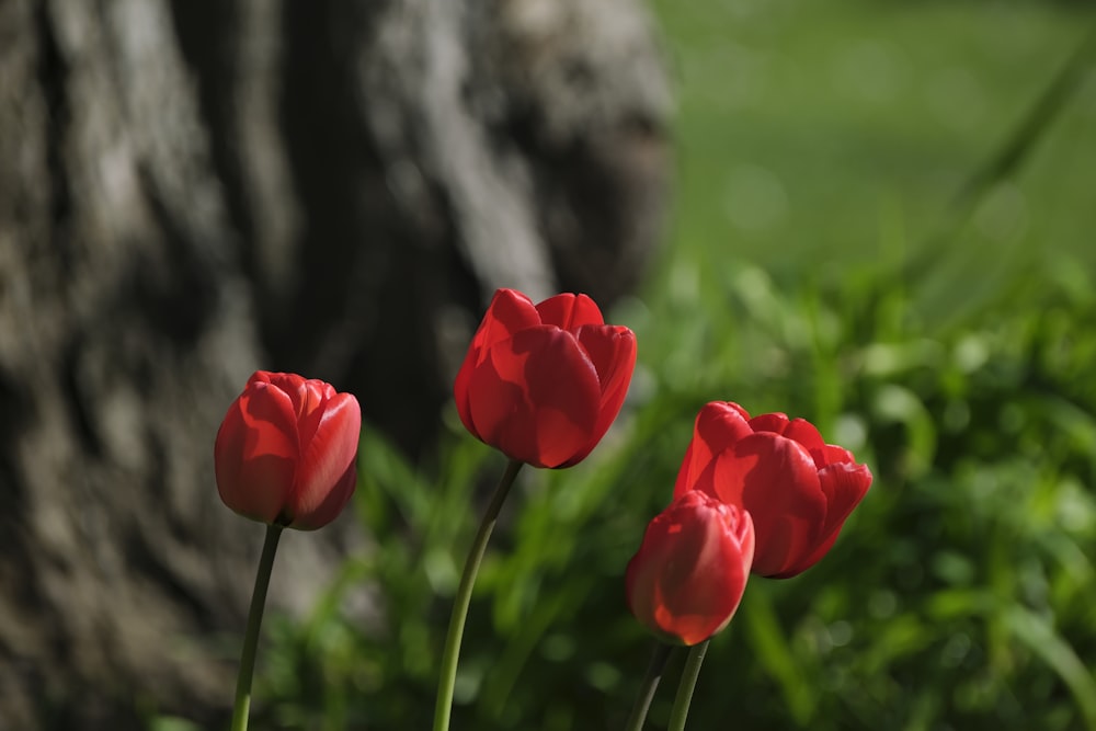 three red tulips in front of a tree