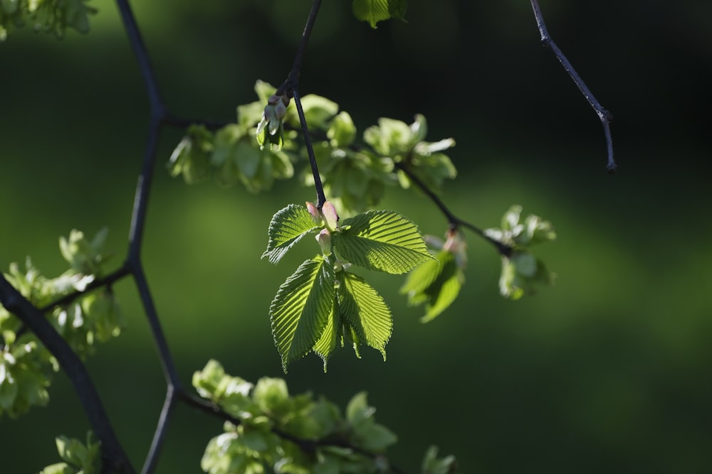 a close up of a green leaf on a tree