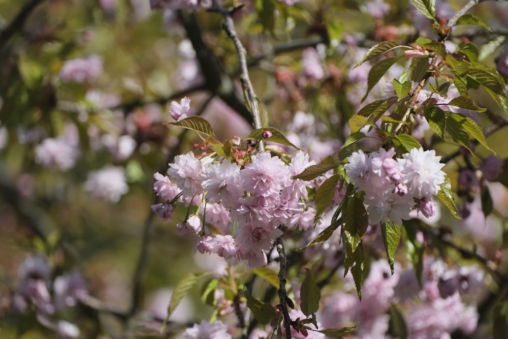 a tree with lots of pink flowers on it