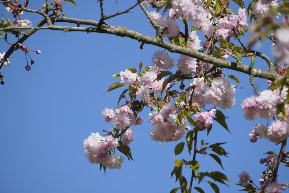 a branch with pink flowers and leaves against a blue sky