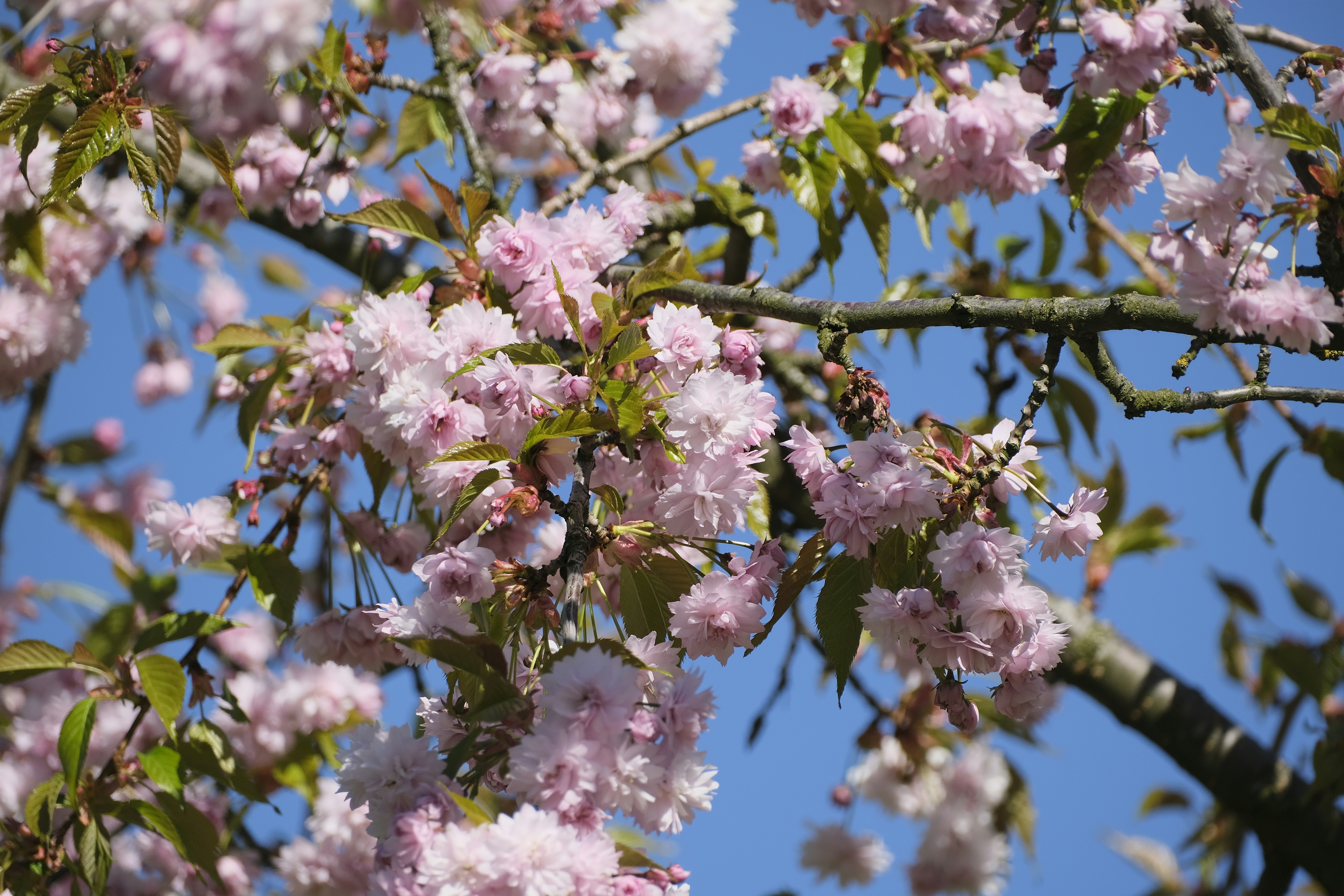 Photo by totadehelle