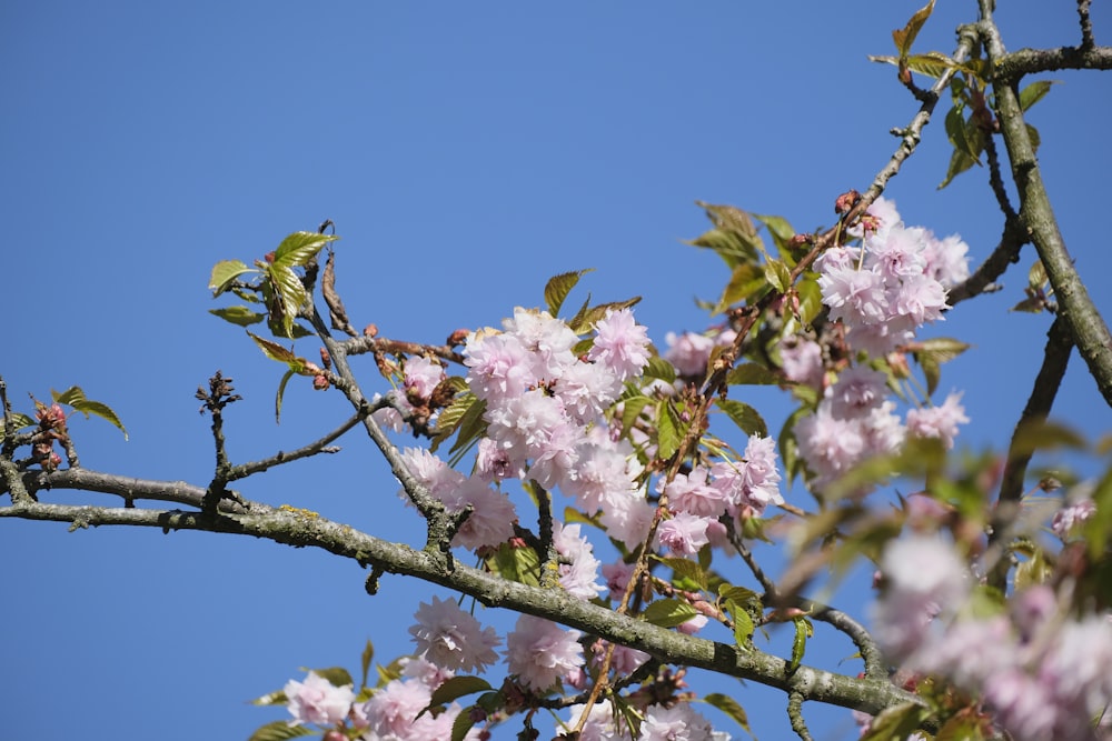 a tree branch with pink flowers against a blue sky