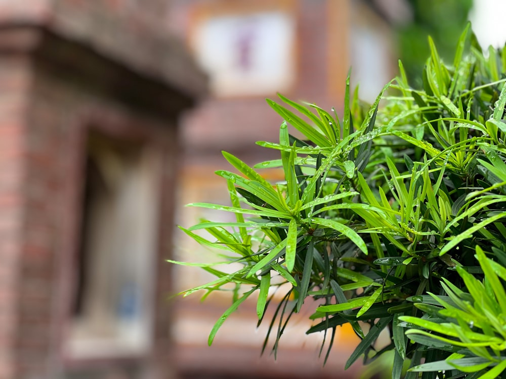 a close up of a green plant in front of a building