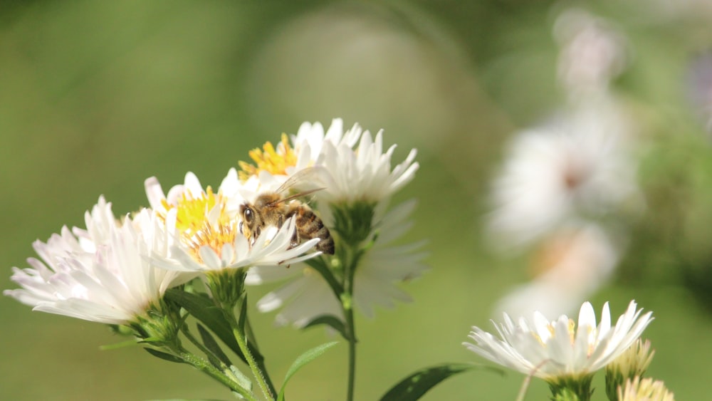 a bee sitting on a flower in a field