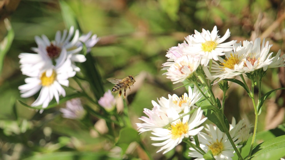 a bee flying over a bunch of white flowers