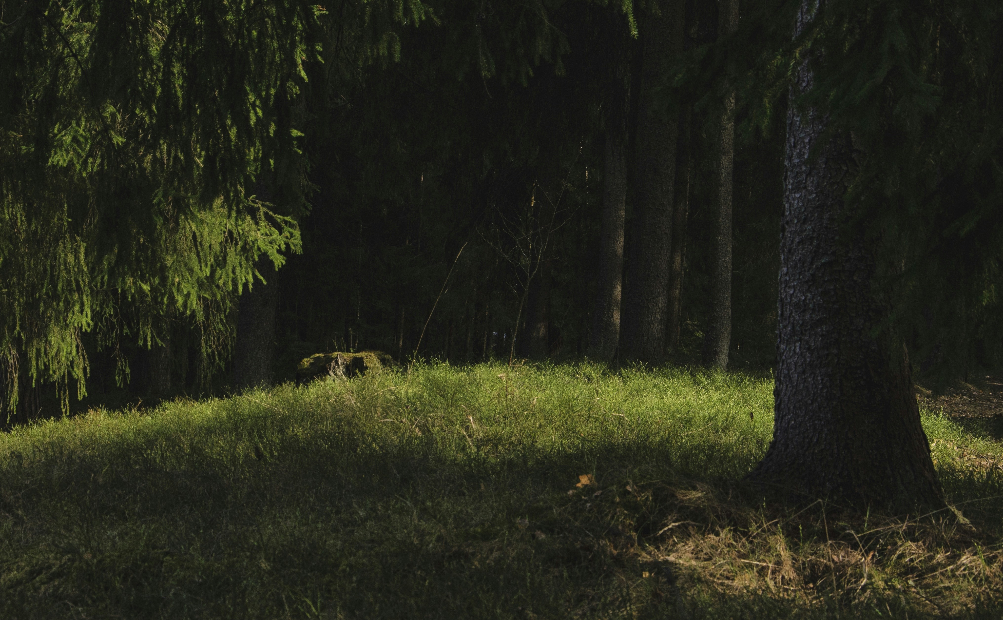 a black and white photo of trees and grass
