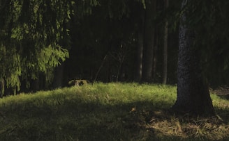 A serene photo session in a sun-dappled forest clearing.