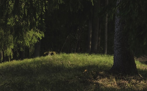 A serene photo session in a sun-dappled forest clearing.
