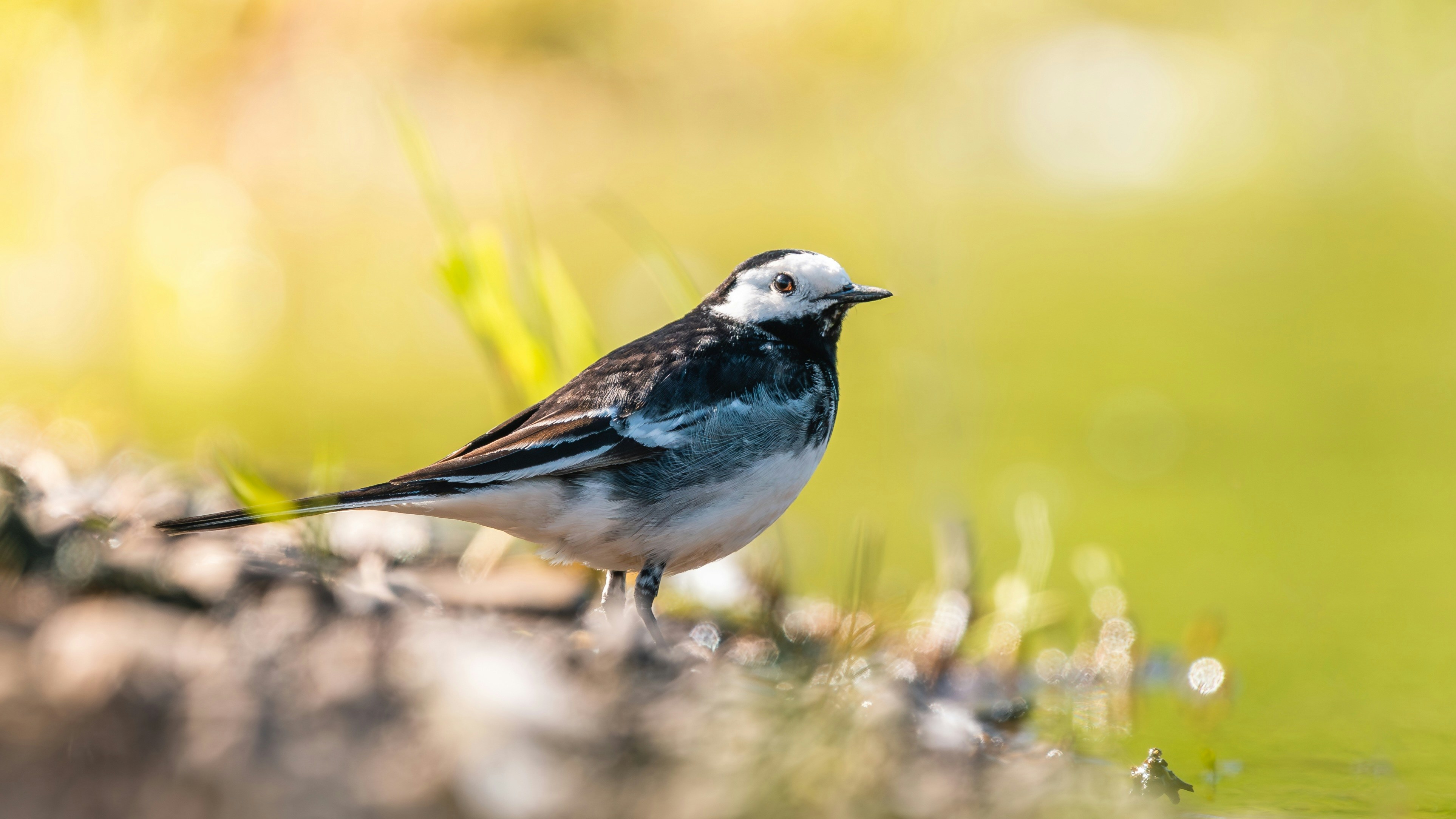 Photo by buntingwildphotography