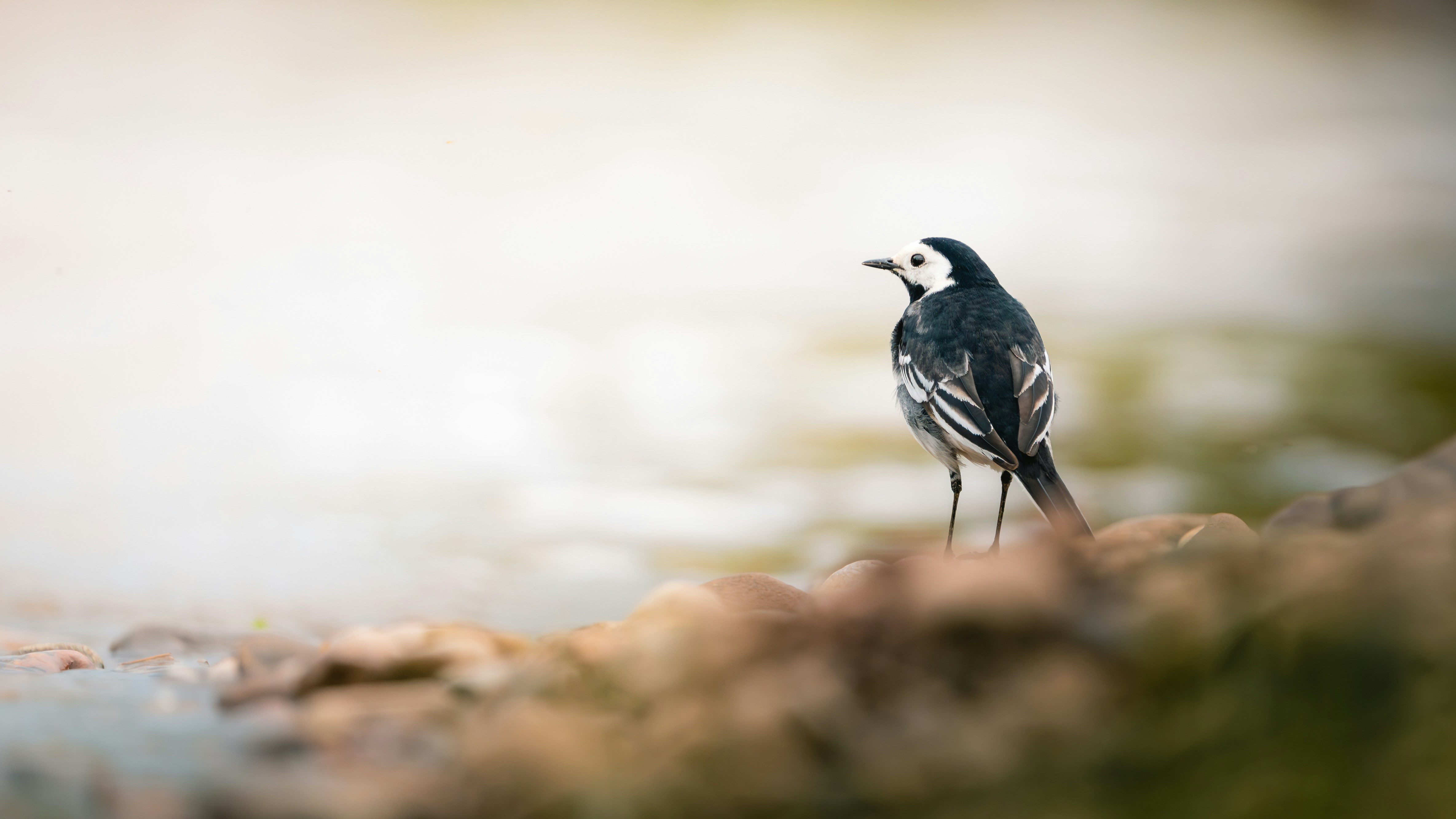 Photo by buntingwildphotography