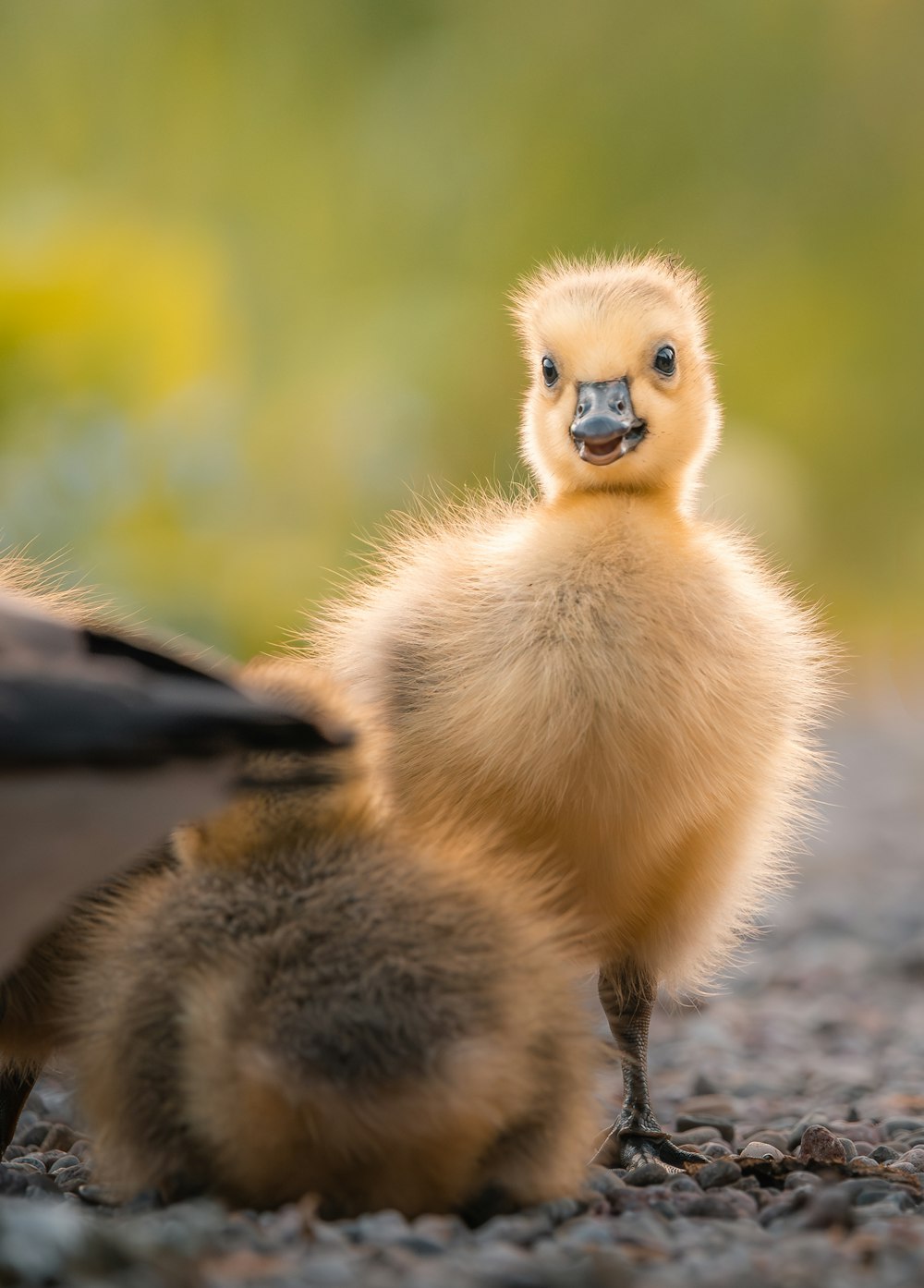 Un pato bebé de pie junto a un paraguas