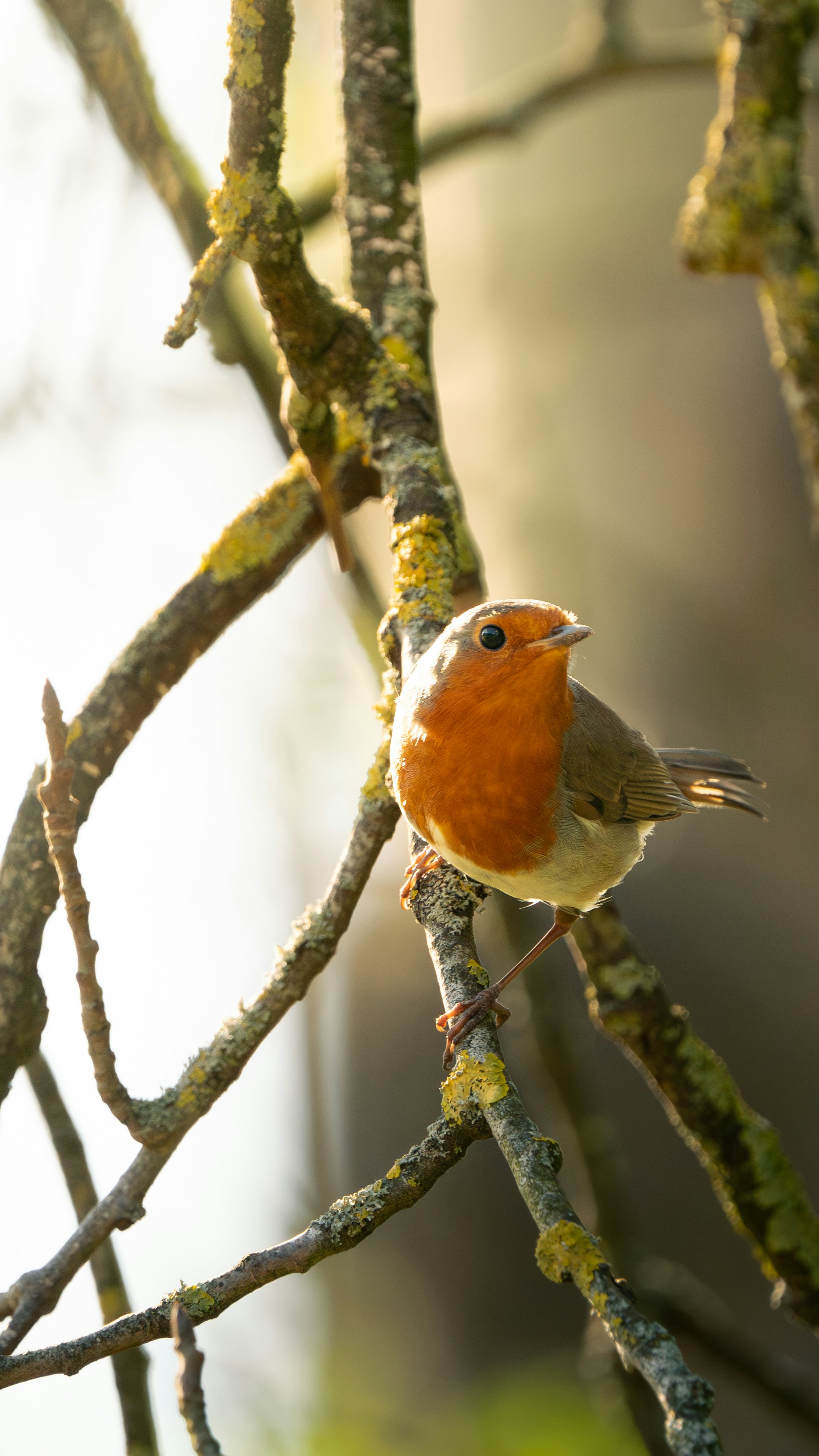 Photo by buntingwildphotography