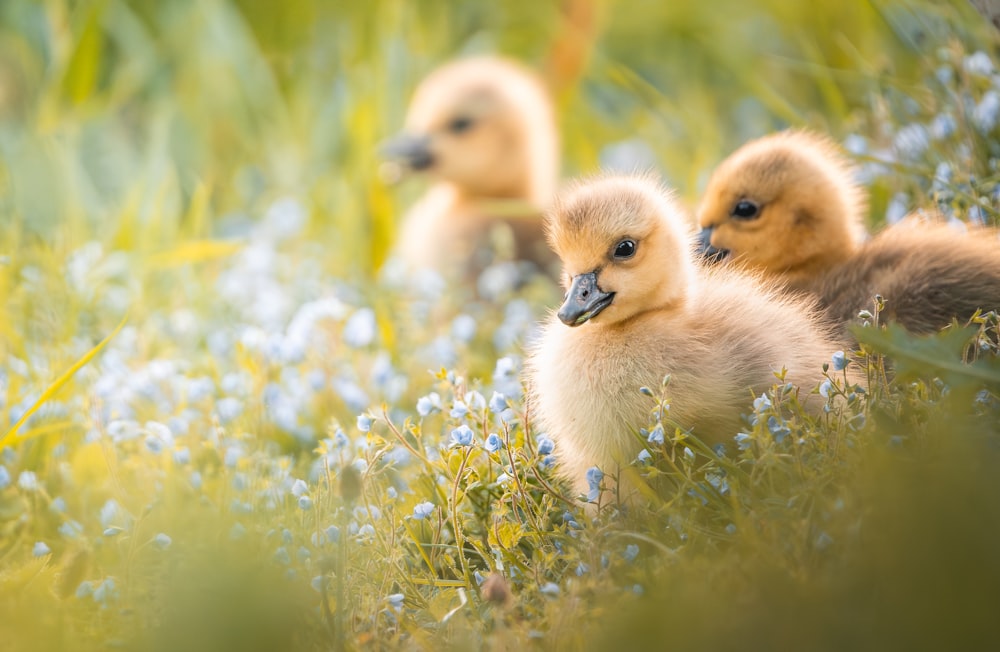 two ducklings are sitting in a field of blue flowers