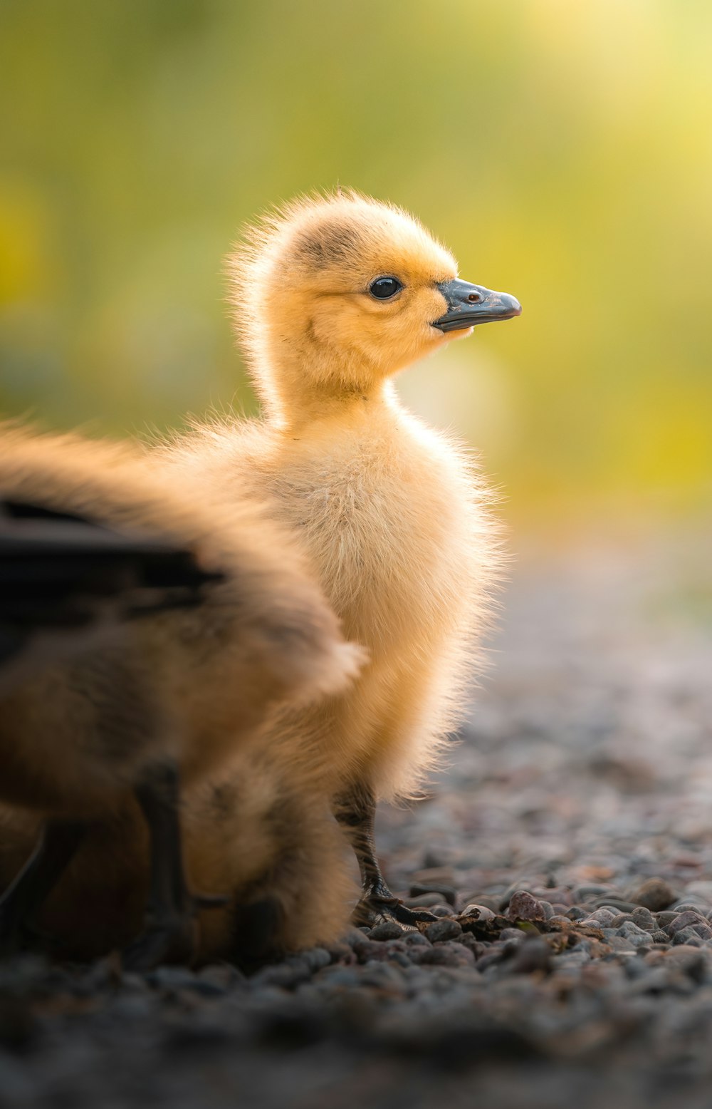 a baby duck is standing on the ground