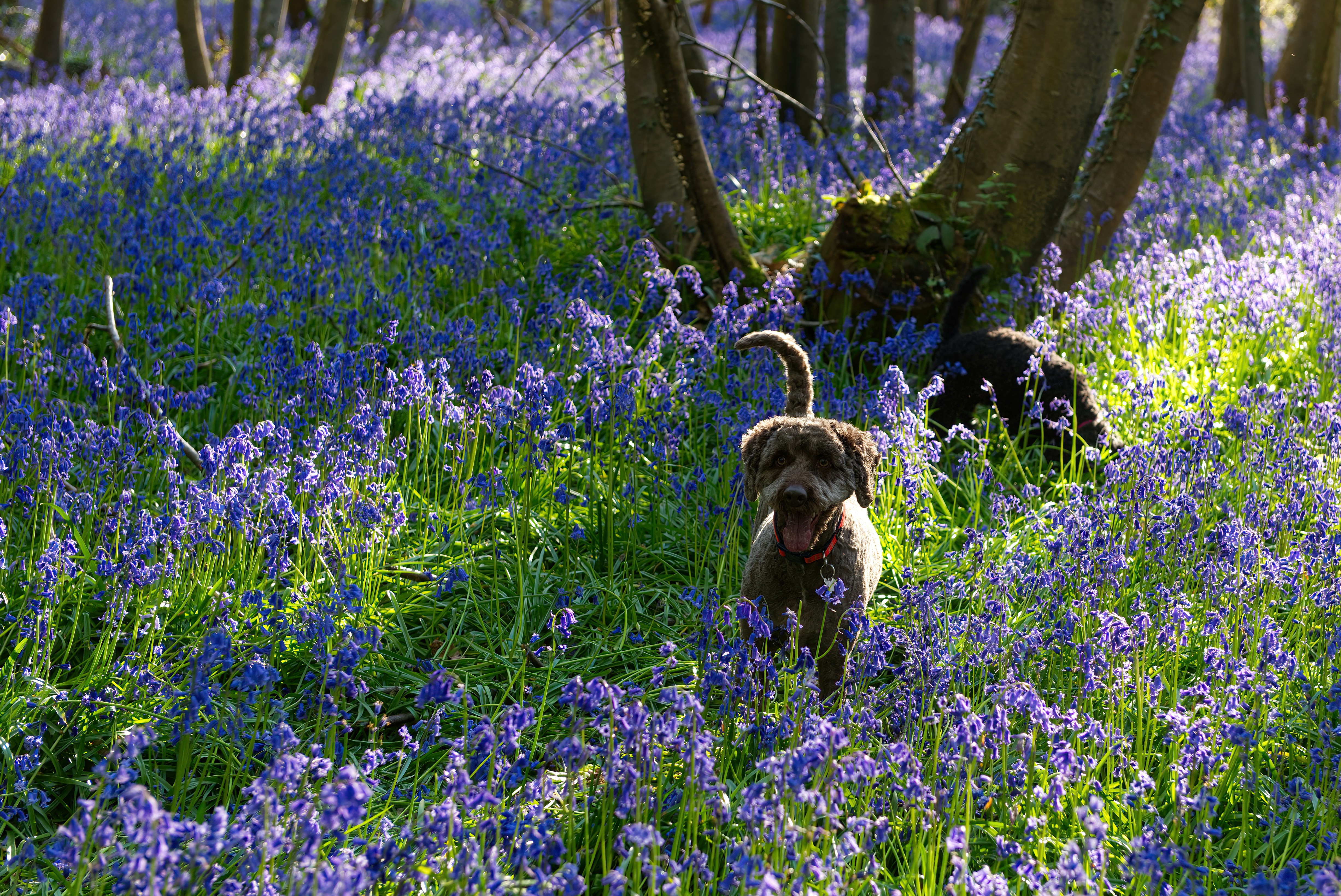 a dog is walking through a field of bluebells