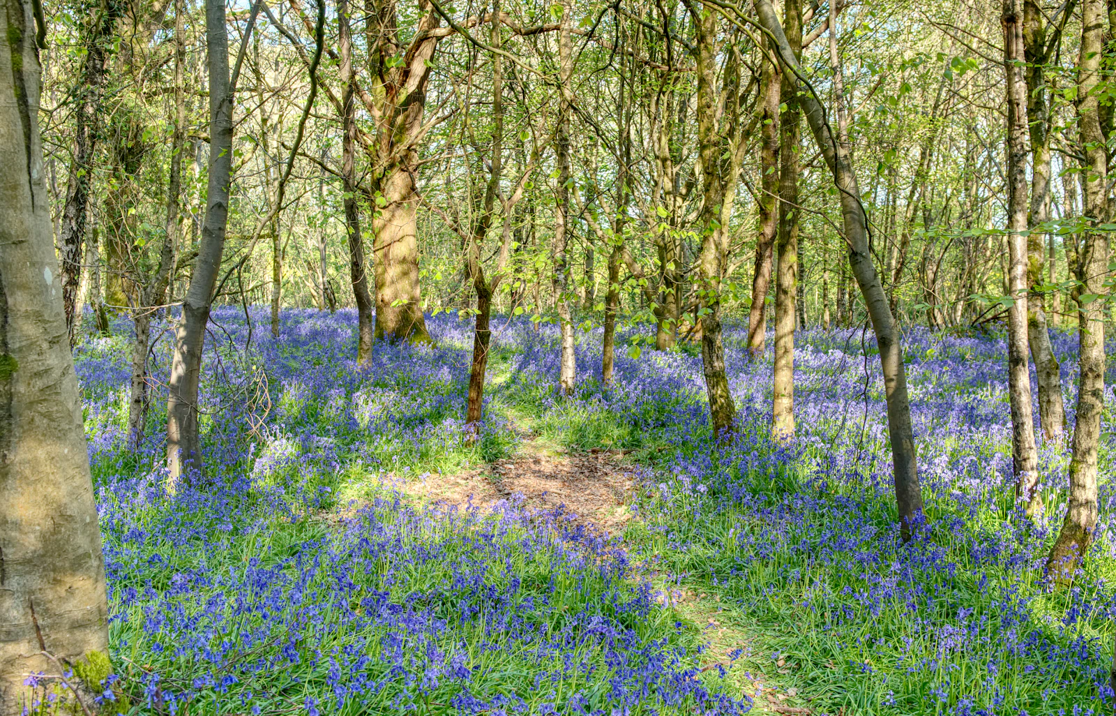The bluebell walk, three weeks a year, worth the wait