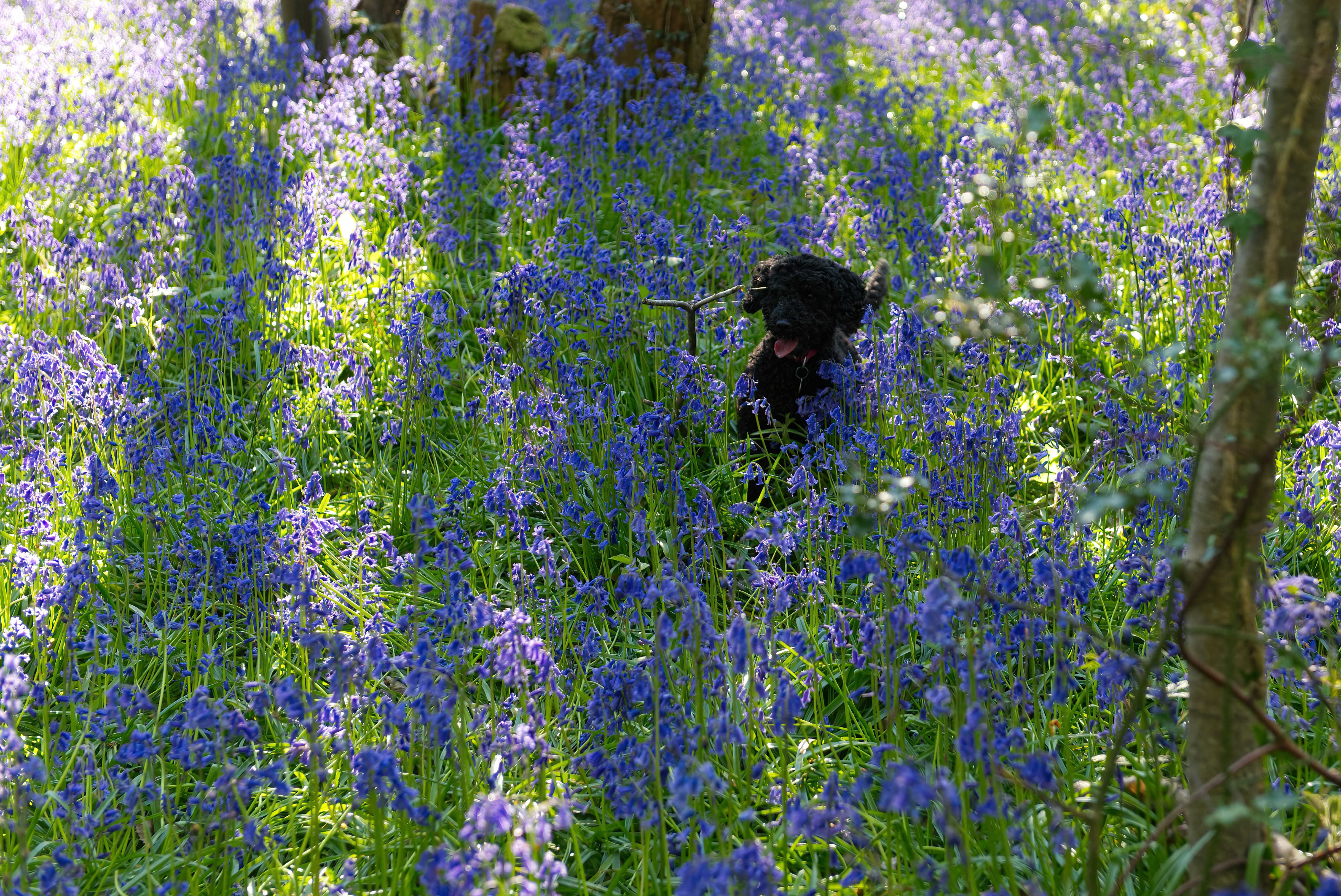 a black dog in a field of blue flowers