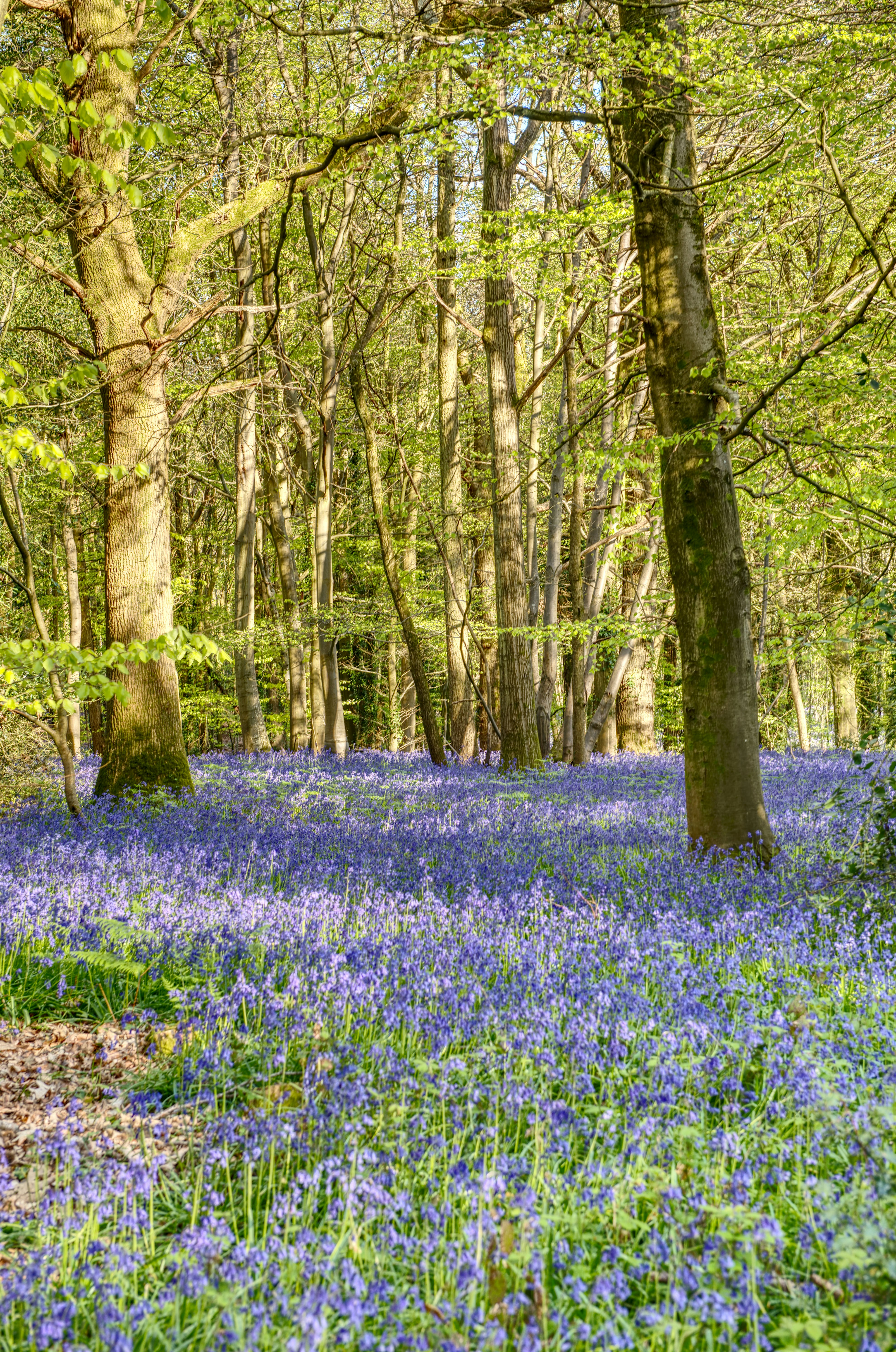 a forest filled with lots of blue flowers