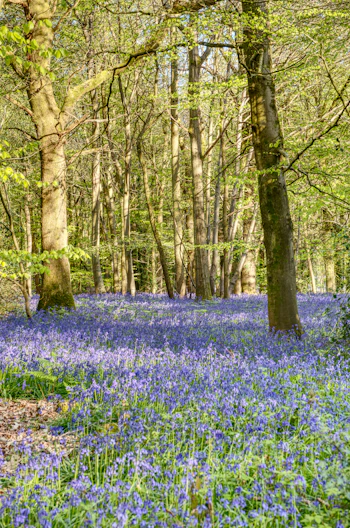 a forest filled with lots of blue flowers