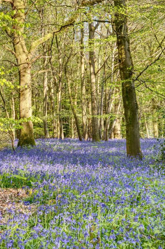 a forest filled with lots of blue flowers