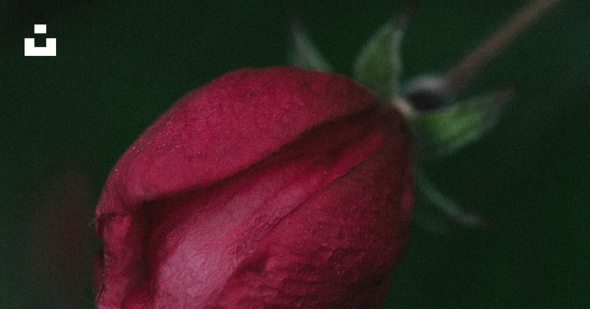 Foto Um close up de duas rosas vermelhas em um fundo verde – Imagem de
