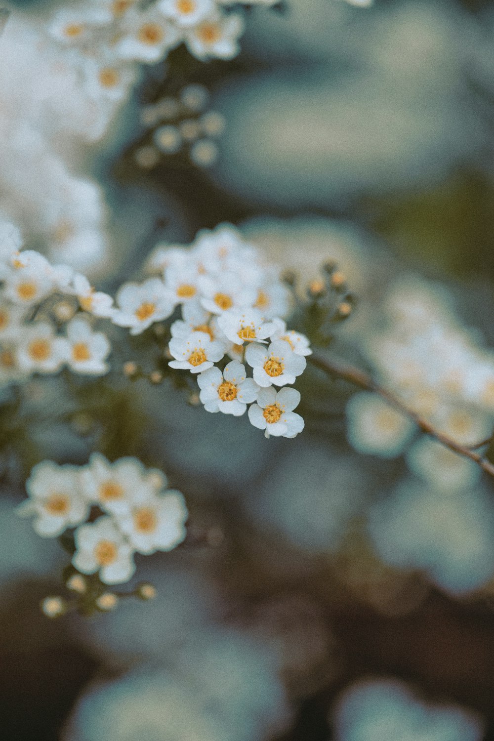 a bunch of white flowers that are on a tree