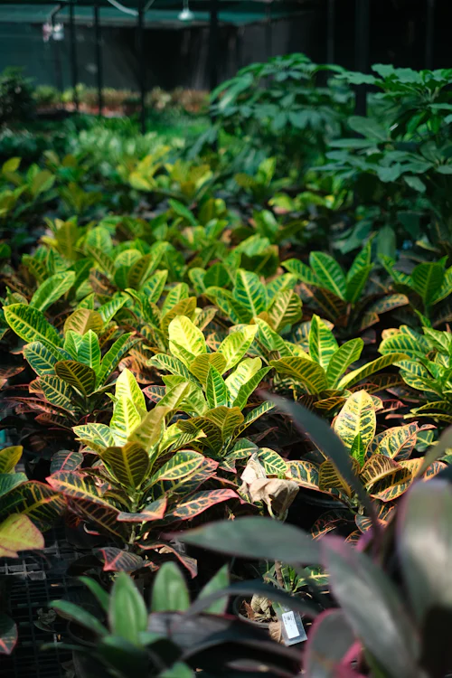 Plantas e flores