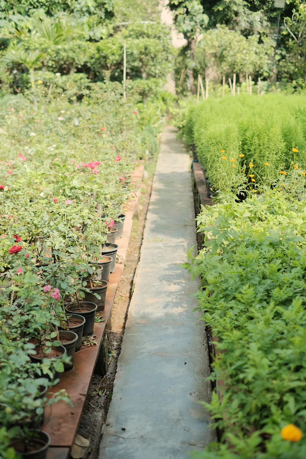 Allée de pépinière bordée de plants en pots