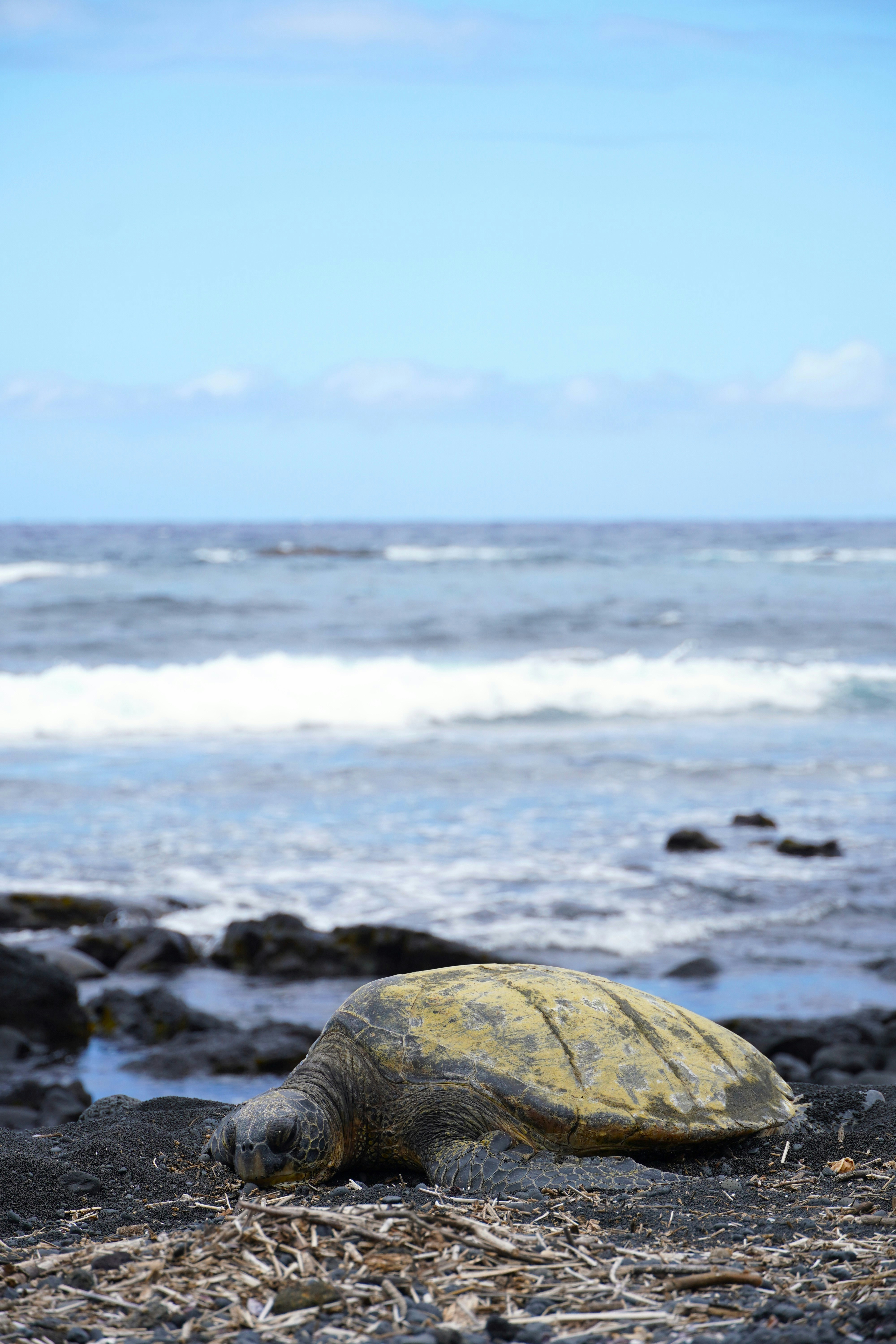 A Hawaiian green sea turtle in Olowalu