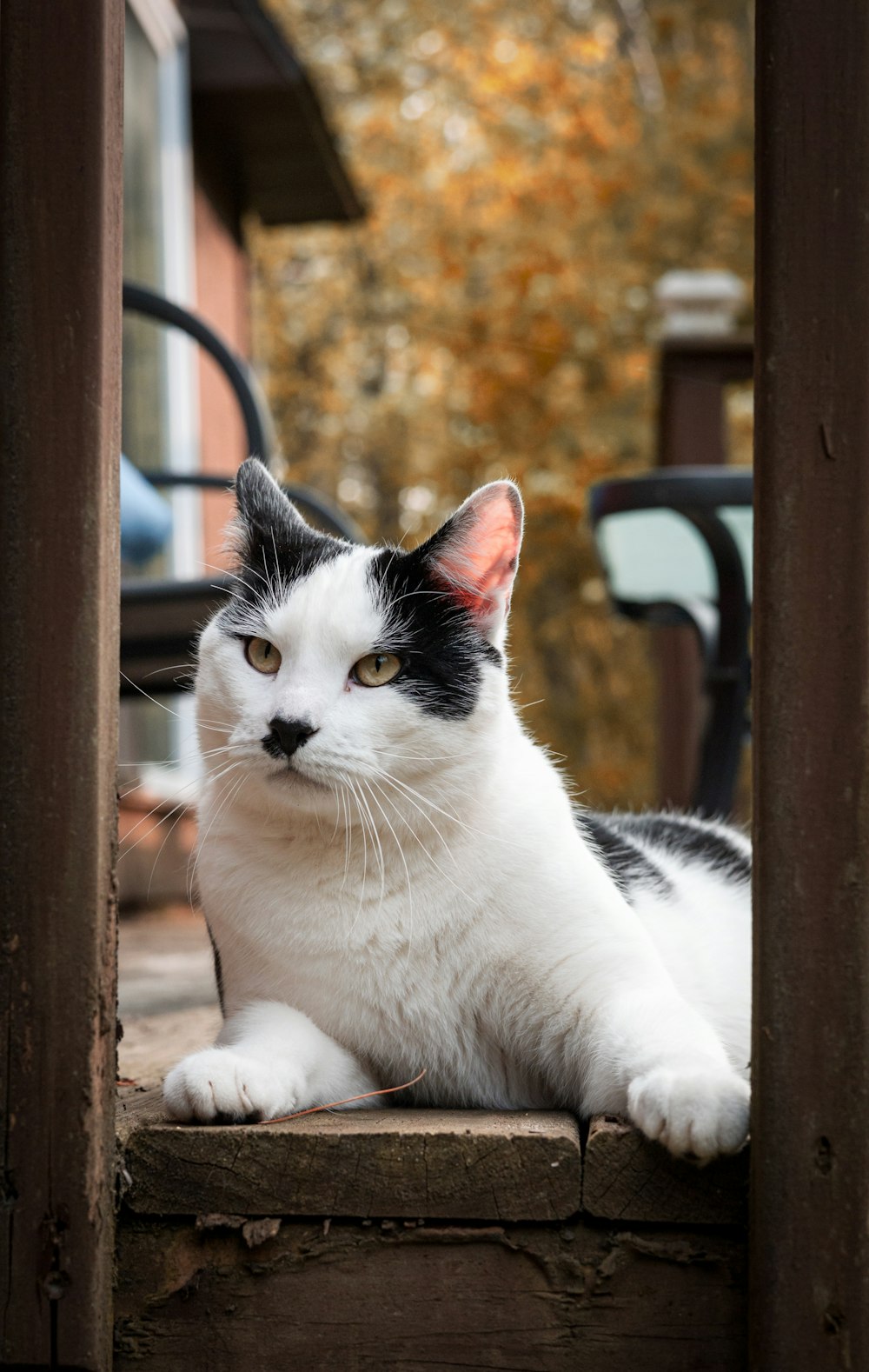 a black and white cat sitting on a wooden step
