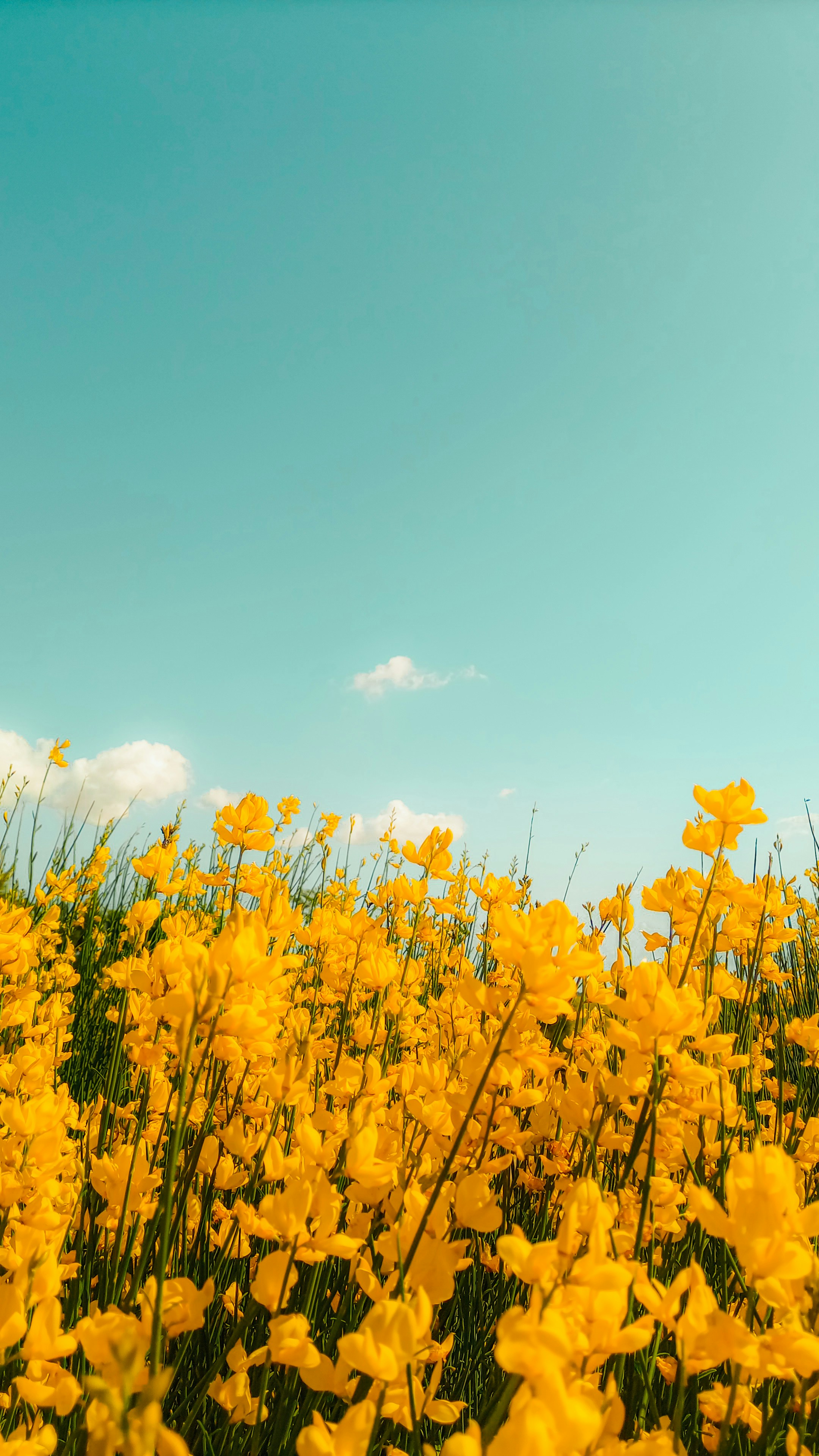 Un campo lleno de flores amarillas bajo un cielo azul