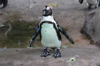 A penguin standing on a textured surface with a rocky background. It has a distinctive black and white feather pattern and appears to be tagged with a blue band on its wing. The penguin is the central focus, surrounded by a slightly blurred, neutral-toned environment.