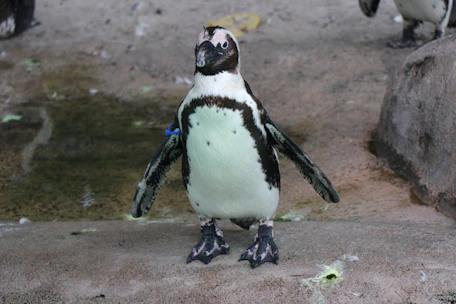 A penguin standing on a textured surface with a rocky background. It has a distinctive black and white feather pattern and appears to be tagged with a blue band on its wing. The penguin is the central focus, surrounded by a slightly blurred, neutral-toned environment.