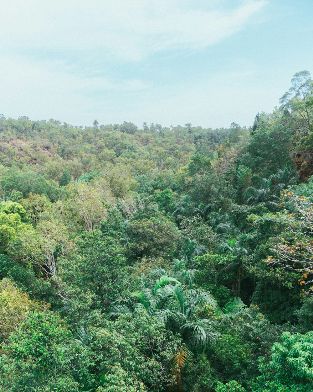 a lush green forest filled with lots of trees