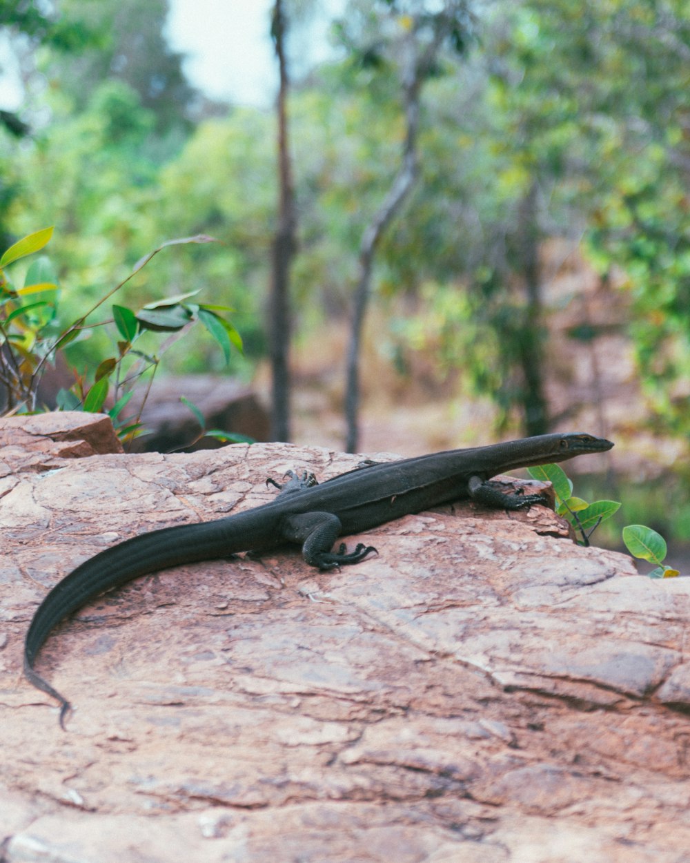 a black lizard is sitting on a rock