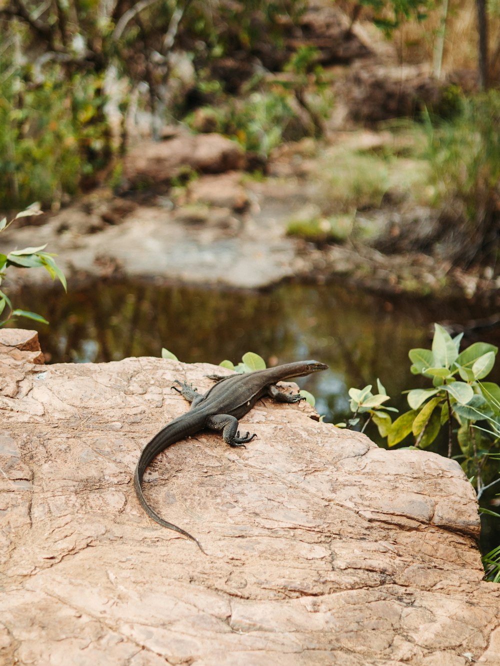 a lizard sitting on top of a rock next to a river