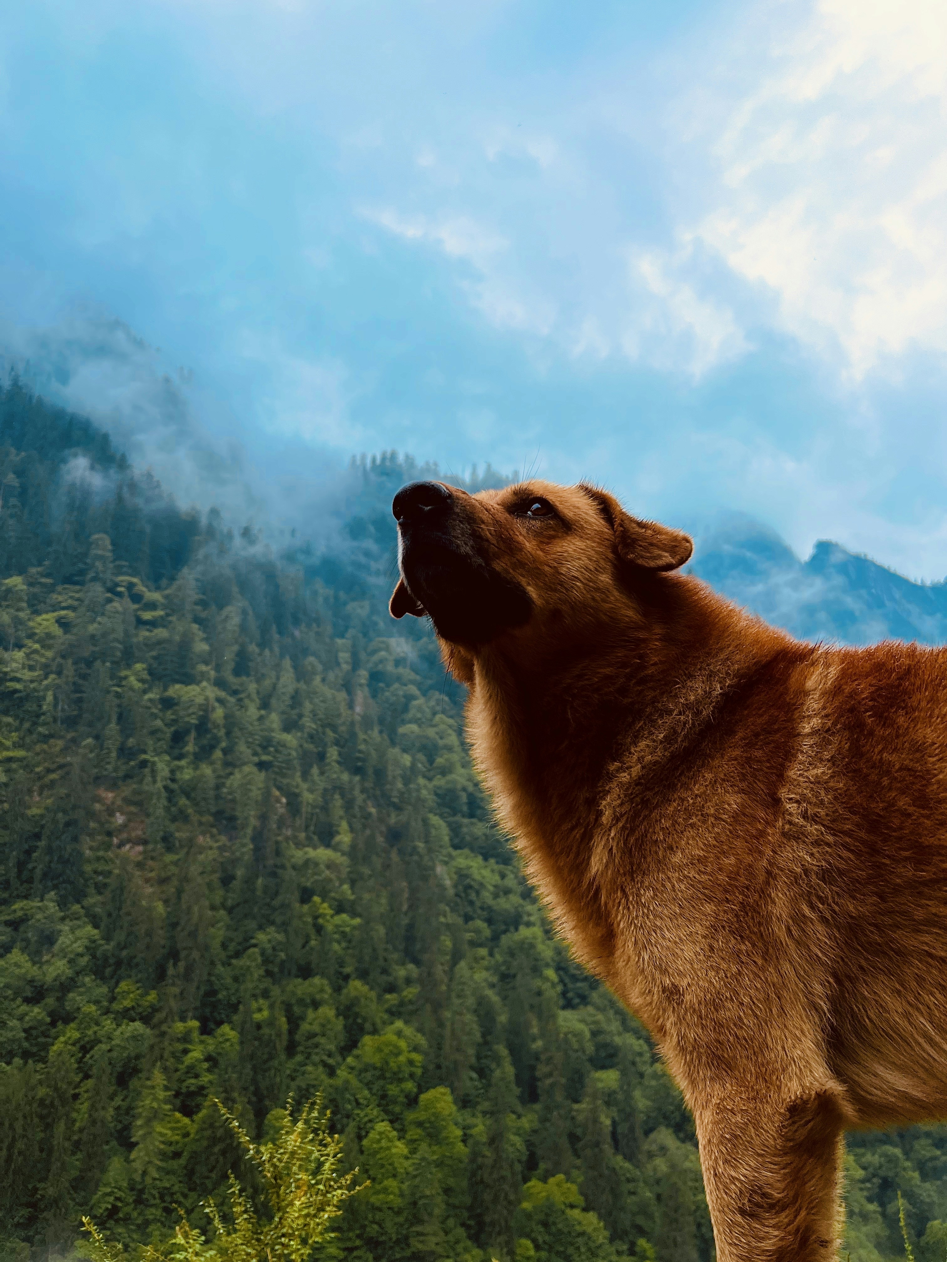 a brown dog standing on top of a lush green hillside