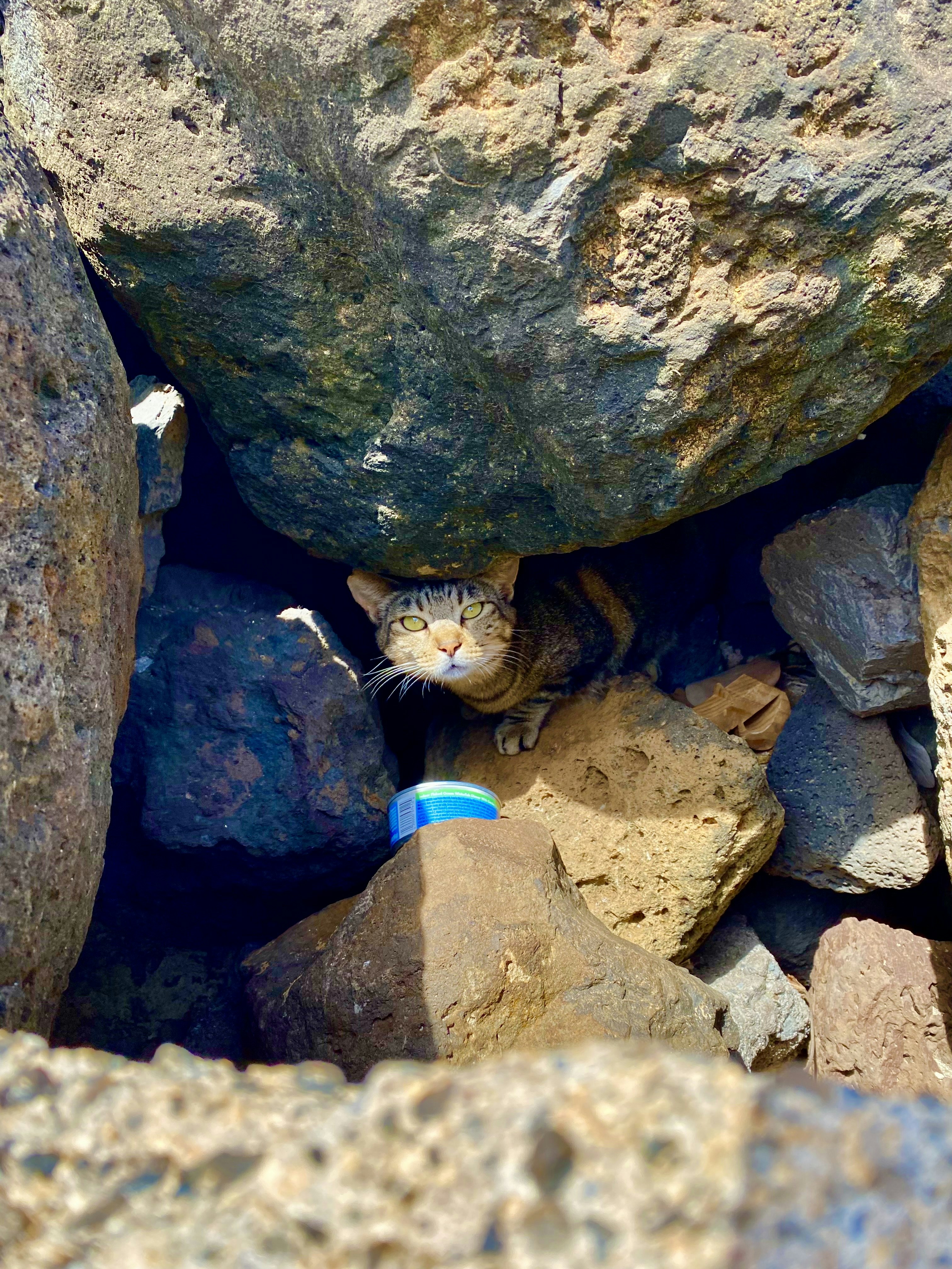 Premium Cat Litter Solutions