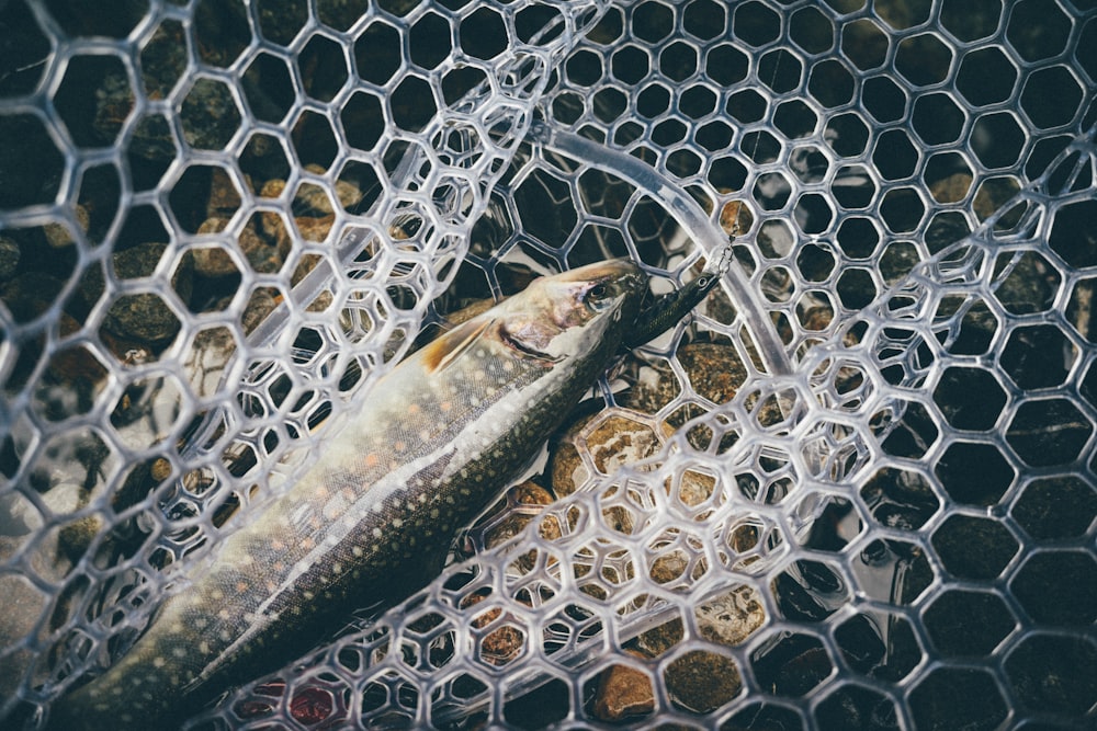 un poisson qui est couché sur des rochers