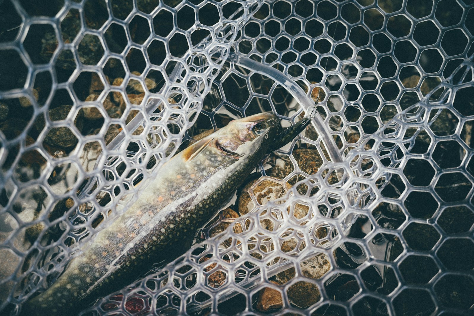 Trout release close-up — pink belly rainbow