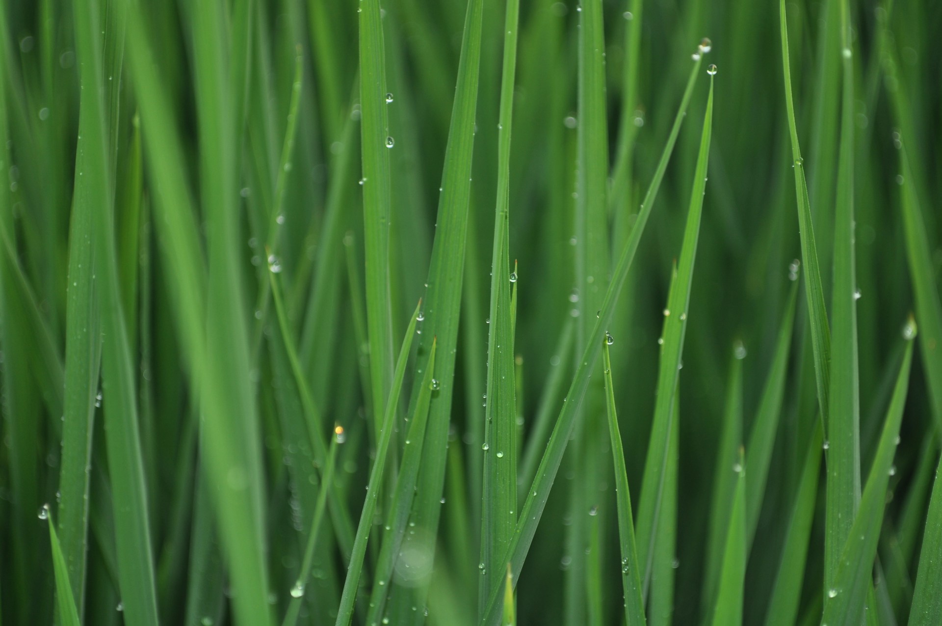 a close up of some green grass with water drops