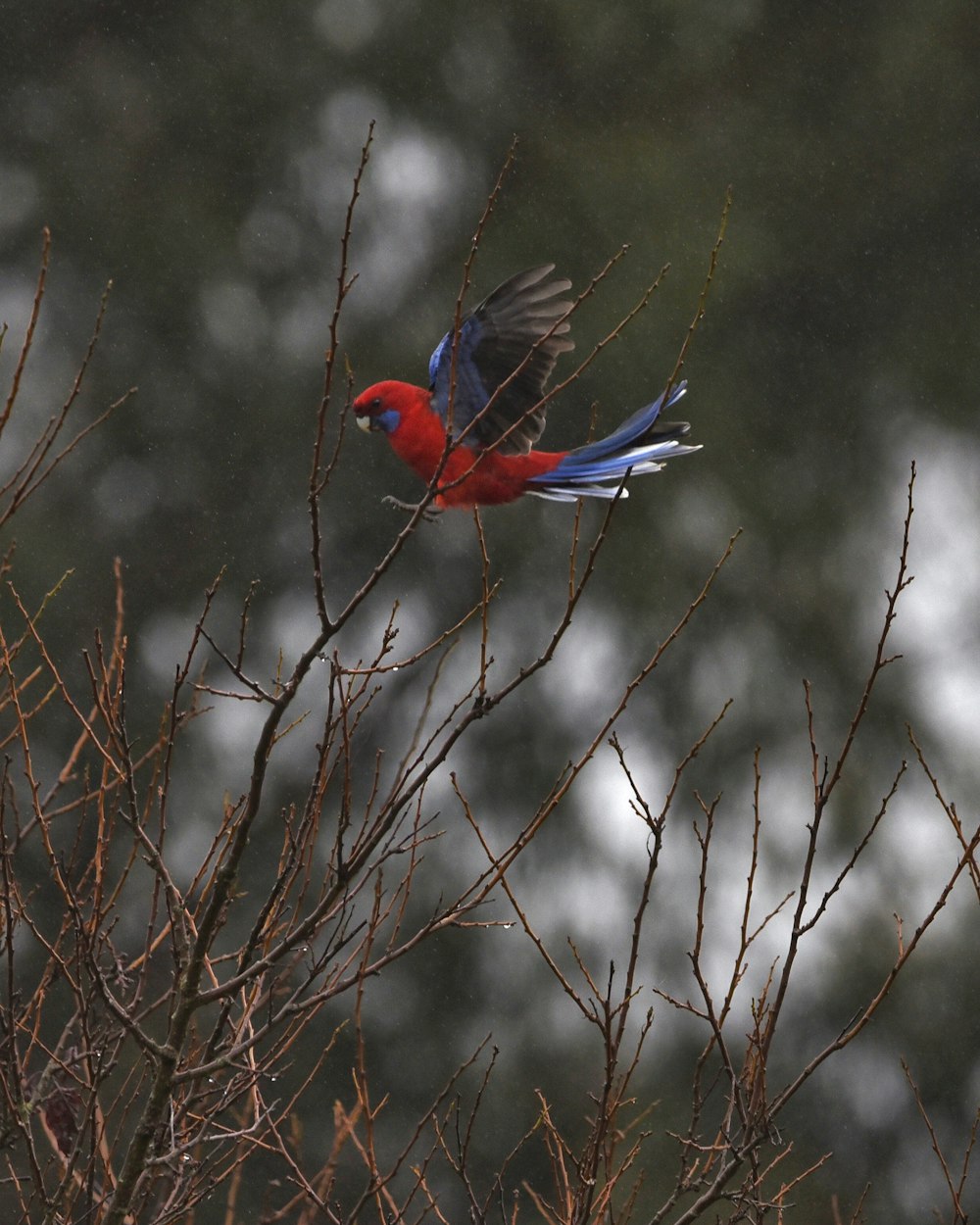 a red and blue bird sitting on top of a tree branch